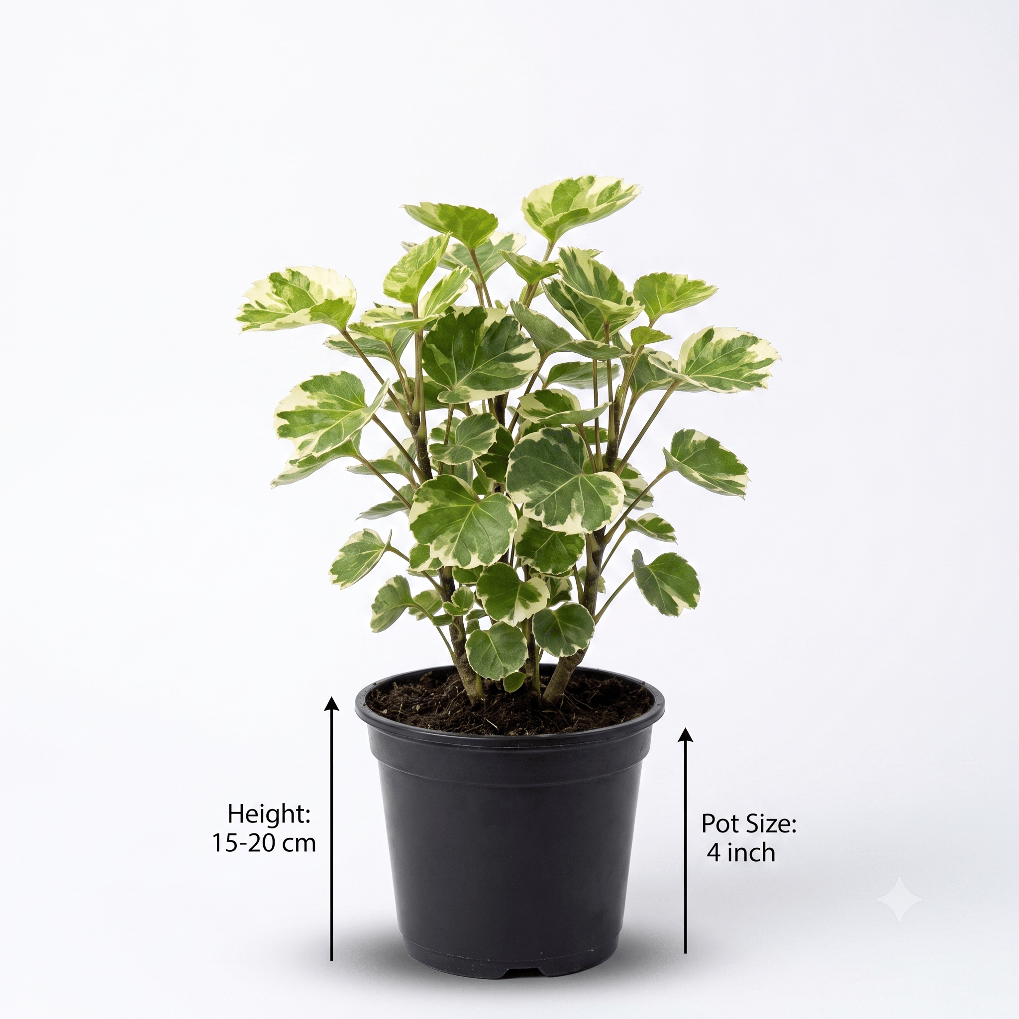 Aralia Plant – Indoor Ornamental Plant | Easy-Care Green Foliage Plant