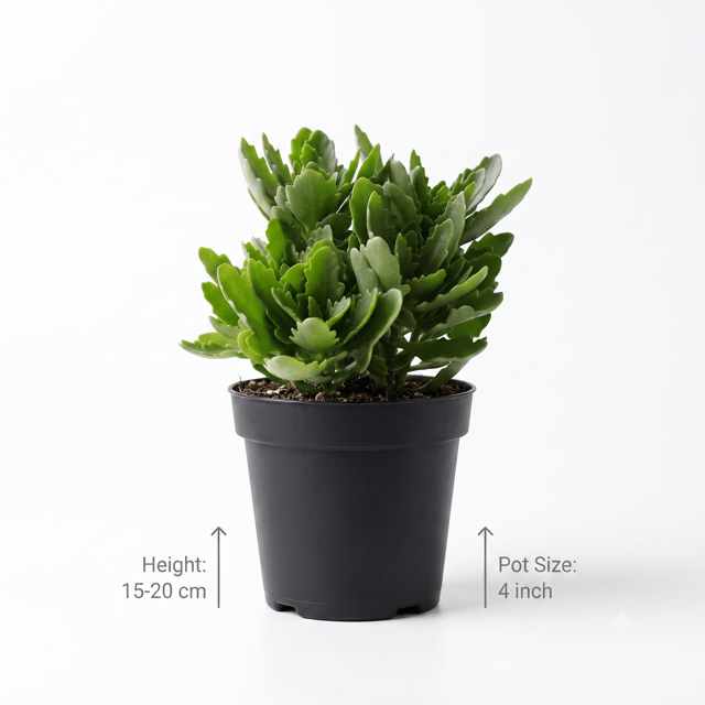 Kalanchoe Flower Plant – Kalanchoe Blossfeldiana | Beautiful Indoor & Outdoor Flowering Plant