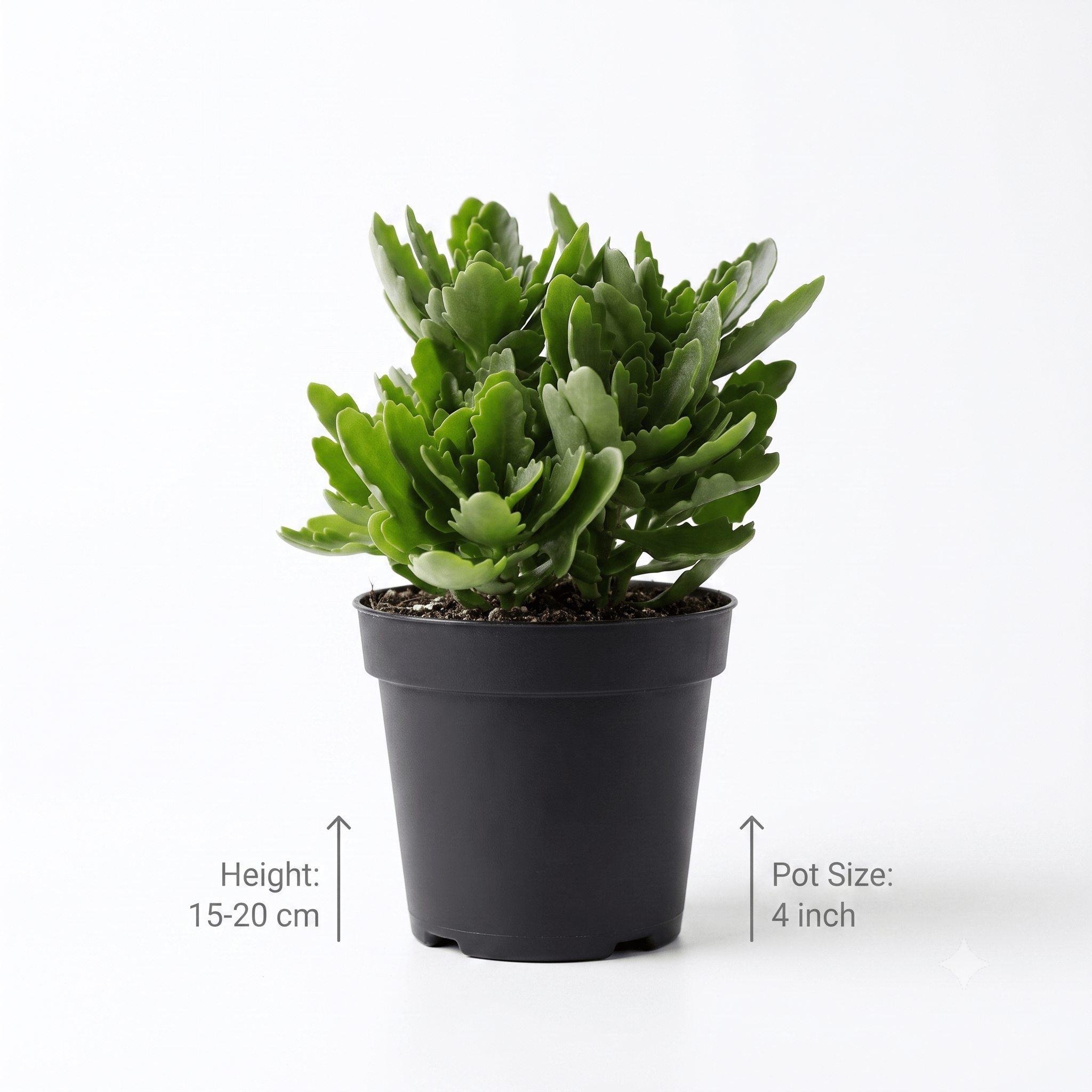 Kalanchoe Flower Plant – Kalanchoe Blossfeldiana | Beautiful Indoor & Outdoor Flowering Plant