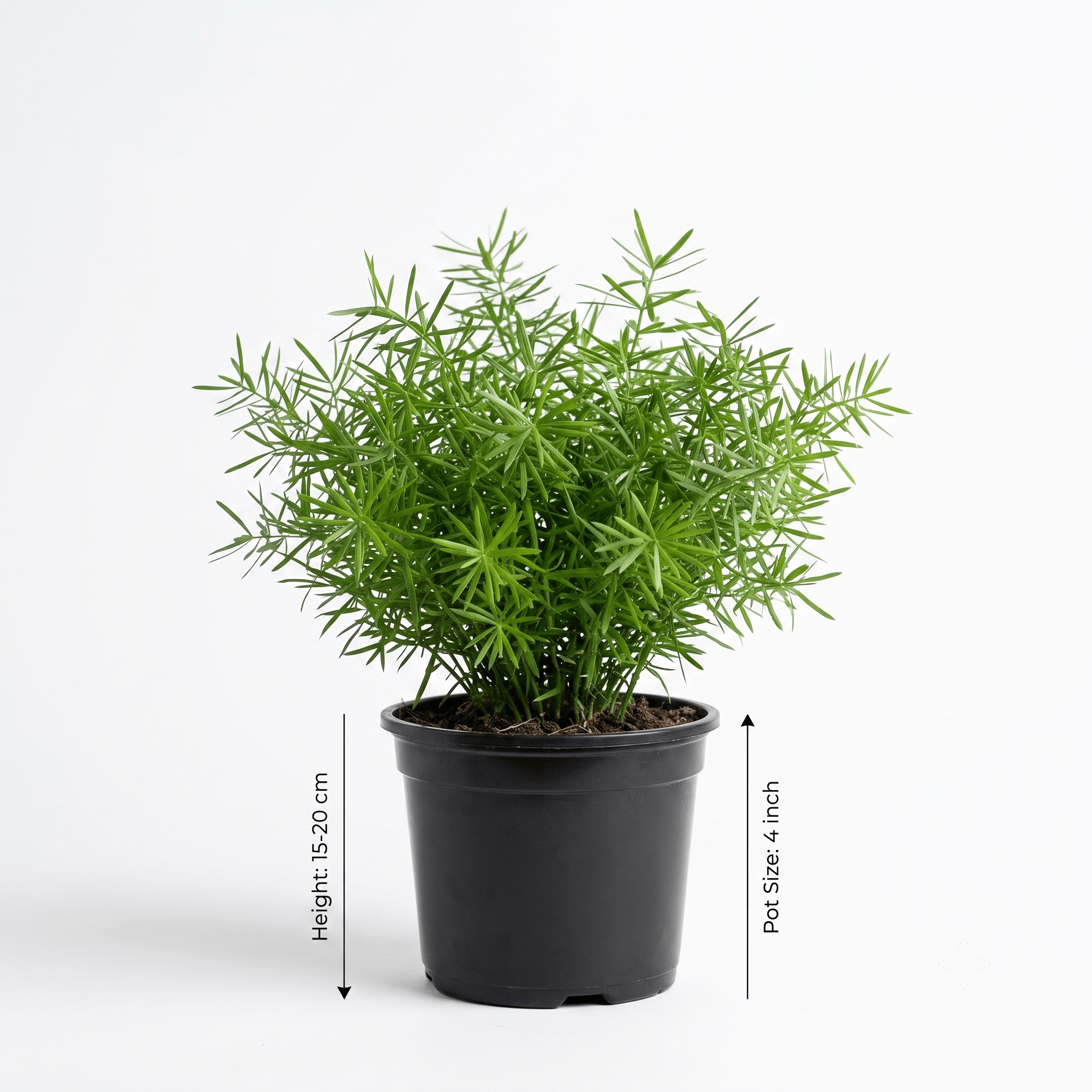 Asparagus Fern (Foxtail Plant) - Lush Indoor Plant | LuxeLeaf Nursery