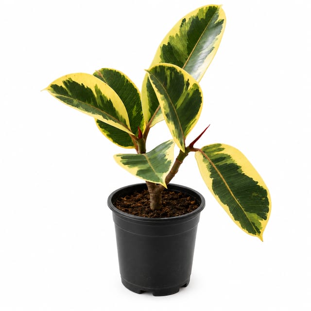 Phulwari Varigated rubber Plant with Nursery Pot (30 cm height plant)