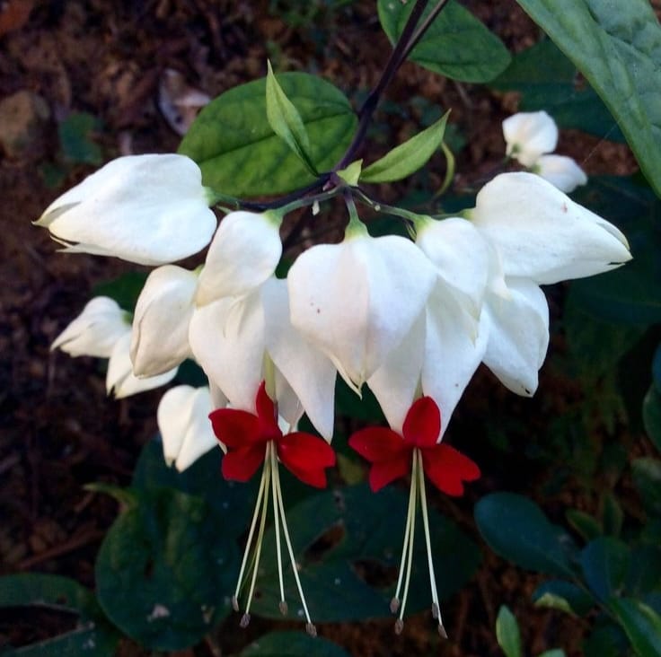 Bleeding Heart Plant | Beautiful Heart-Shaped Flowering Plant