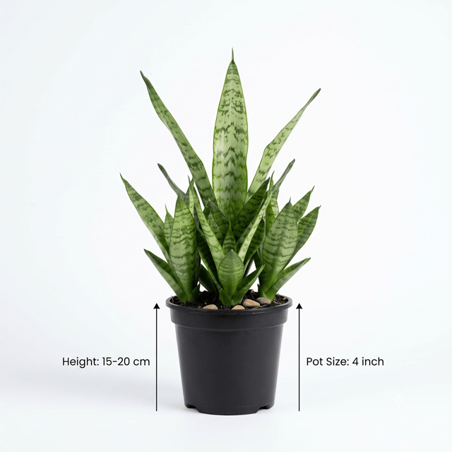 Snake Plant | Sansevieria Plant | Indoor Plant for Home, Bedroom & Office