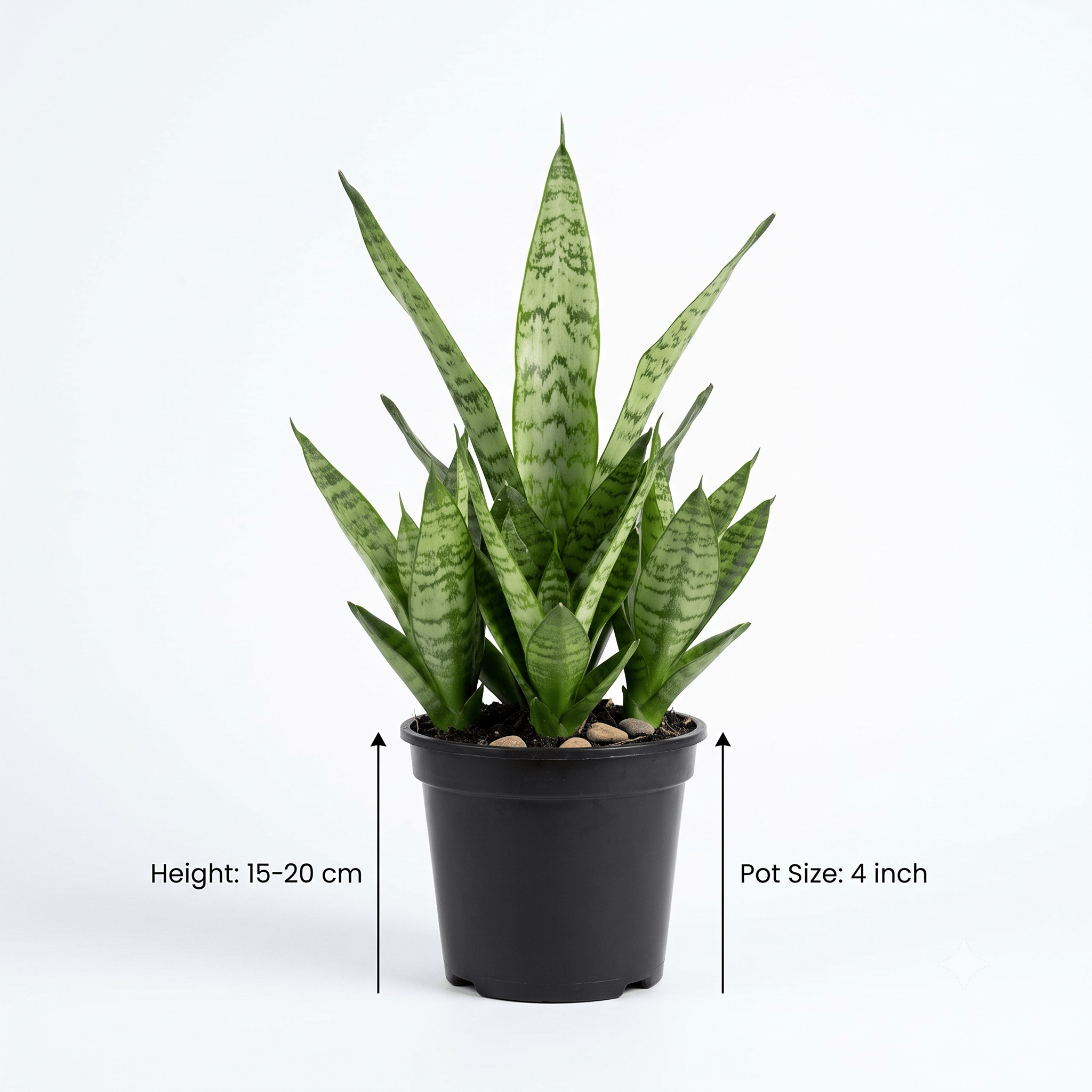 Snake Plant | Sansevieria Plant | Indoor Plant for Home, Bedroom & Office