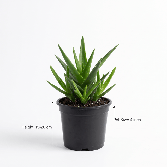 Aloe Vera Plant – Natural Beauty for Your Home & Garden