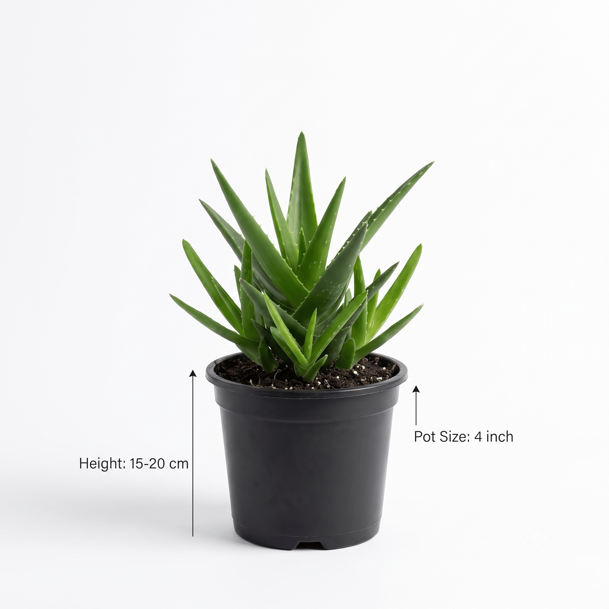 Aloe Vera Plant – Natural Beauty for Your Home & Garden