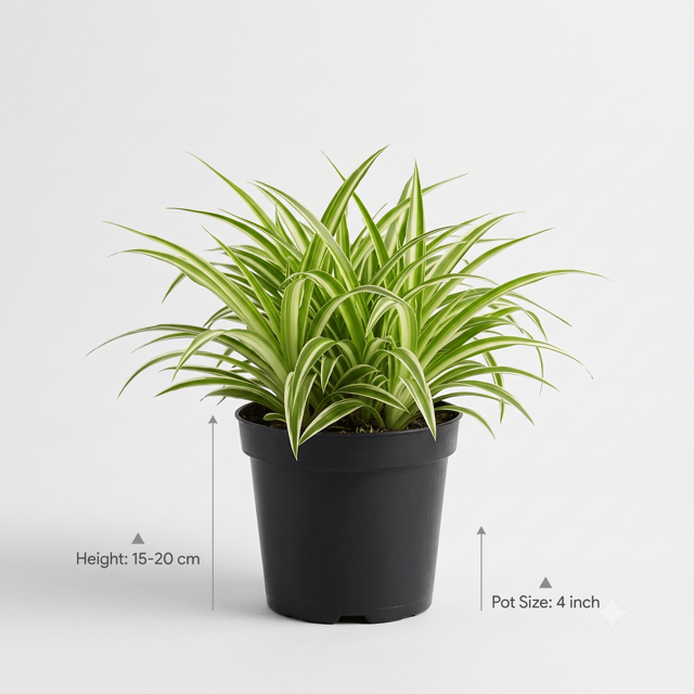 Spider Plant – Easy-Care Greenery for Your Home
