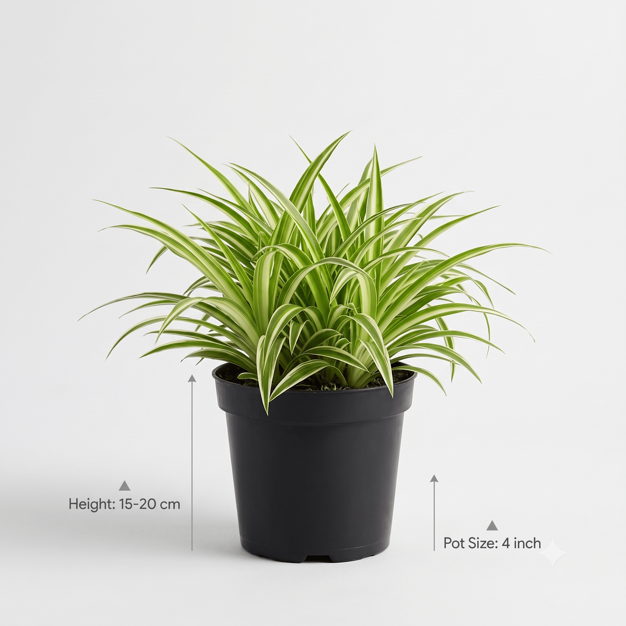 Spider Plant – Easy-Care Greenery for Your Home