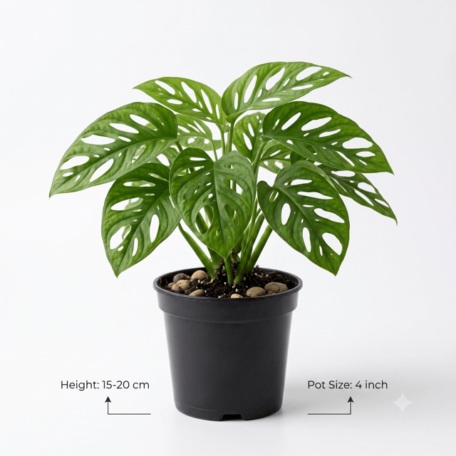 Broken Heart Plant – A Stunning Indoor Plant with Unique Heart-Shaped Leaves