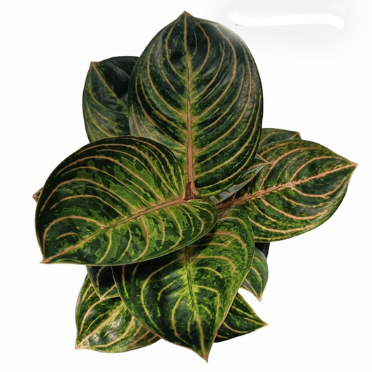 Black Siam Aglaonema Plant pack of one plant
