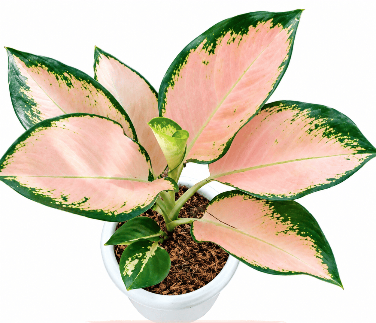 Cochin Peach Aglaonema Plant | Exotic Ornamental pack of 01 plant