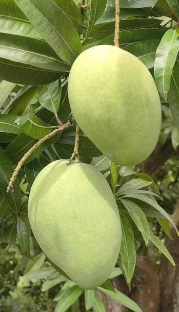 Alphonso Mango Plant | Grafted Alphonso Aam Plant | Premium Live Fruit Plant | Home Garden & Terrace Gardening-BONOLATA NURSERY