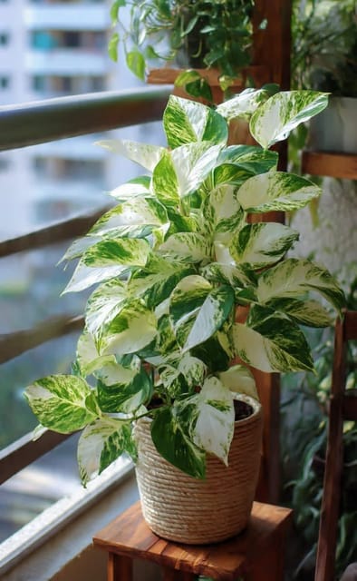 Variegated Money Plant (Live Indoor Houseplant) - Air Purifying & Low Maintenance Good Luck Plant in Pot.-BONOLATA NURSERY