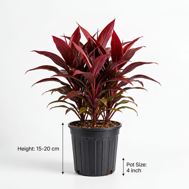 Dracaena Plant | Dracaena Fragrans Corn Plant | Indoor Plant