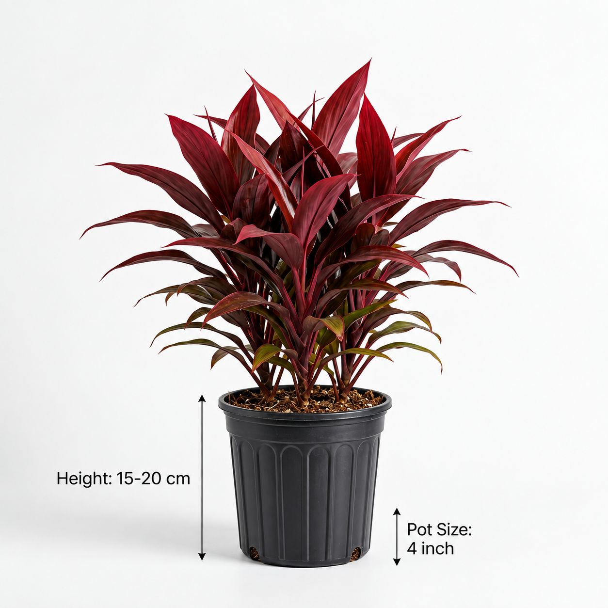 Dracaena Plant | Dracaena Fragrans Corn Plant | Indoor Plant