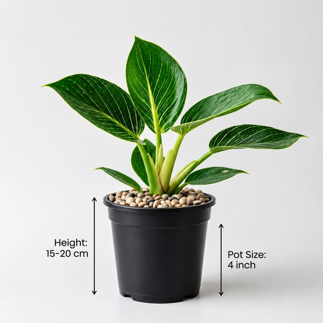 Philodendron Birkin Plant | Indoor Plant for Home & Living Room Philodendron Birkin Plant | Indoor Plant for Home & Living Room