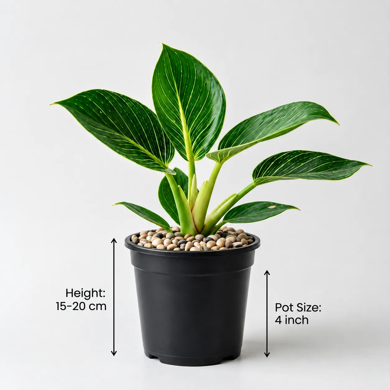 Philodendron Birkin Plant | Indoor Plant for Home & Living Room