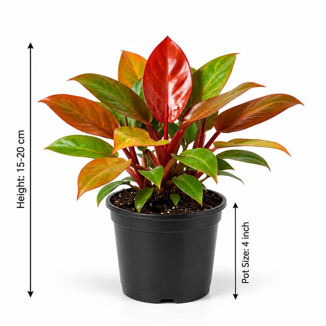 Philodendron Cherry Red | Philodendron Erubescens | Red Emerald Indoor Plant