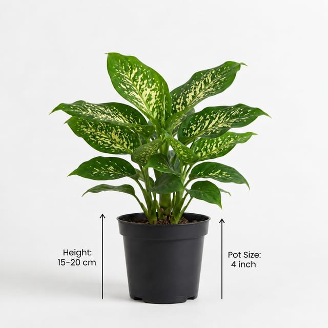 Dieffenbachia Plant | Dumb Cane Indoor Plant | Dieffenbachia Seguine