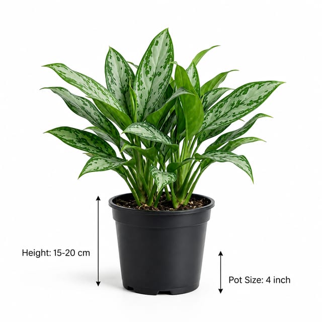 Aglaonema Silver Queen Plant | Aglaonema Indoor Plant | Chinese Evergreen