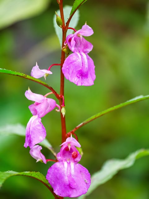 Balsam Flower Plant - Vrikshani Balsam Flower Plant - Vrikshani
