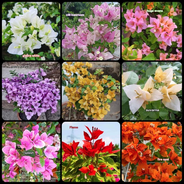 9 Varieties Bougainvillea Plants Collection