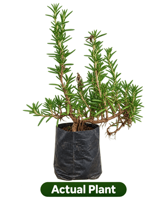 Rosemary  Plant - Vrikshani