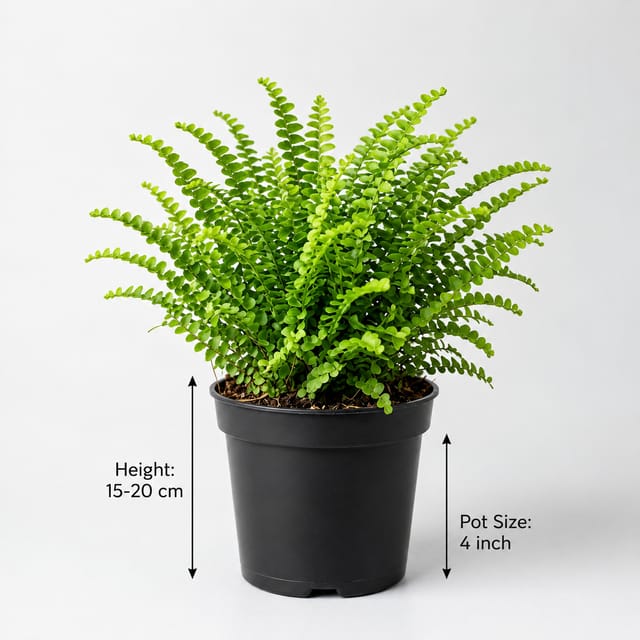 Lemon Button Fern Plant | Beautiful Indoor Fern | Easy-Care Houseplant