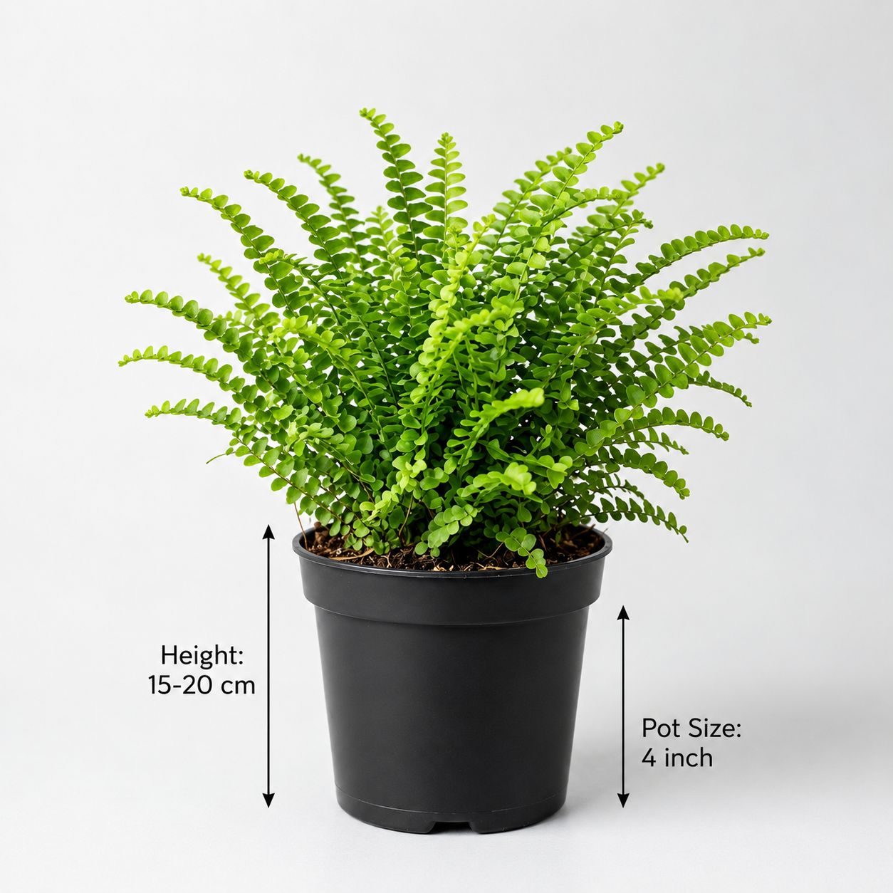 Lemon Button Fern Plant | Beautiful Indoor Fern | Easy-Care Houseplant