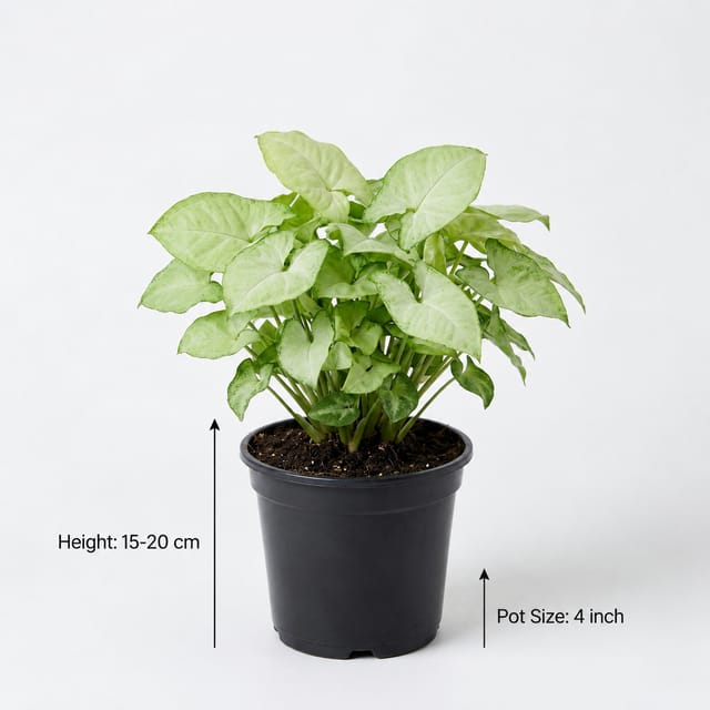 White Syngonium Plant | Beautiful Indoor Plant for Home | Arrowhead Plant