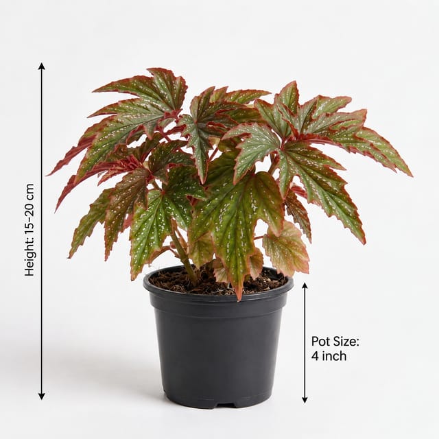 Begonia Plant | Beautiful Flowering Indoor Plant | Easy-Care Houseplant