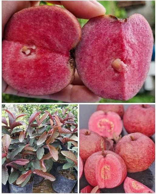 Red Diamond Guava Plant | Live Fruit Plant | Red Flesh Guava | Home Garden & Terrace Gardening-BONOLATA NURSERY Red Diamond Guava Plant | Live Fruit Plant | Red Flesh Guava | Home Garden & Terrace Gardening-BONOLATA NURSERY