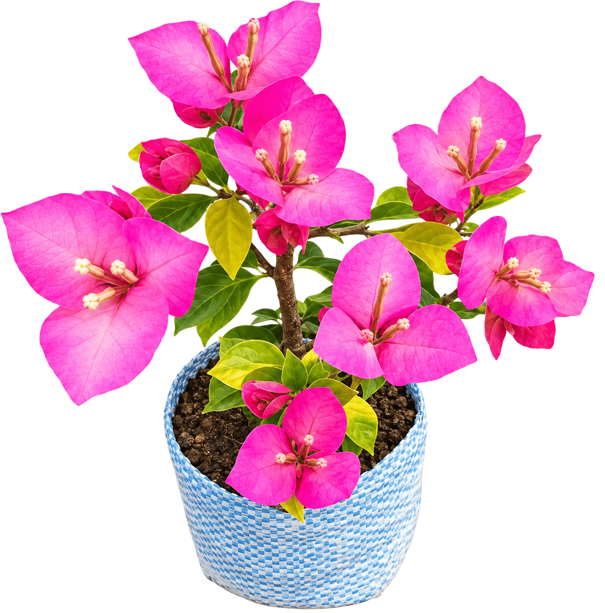 Title Golden Damia Bougainvillea Plant Rooted pack of 01