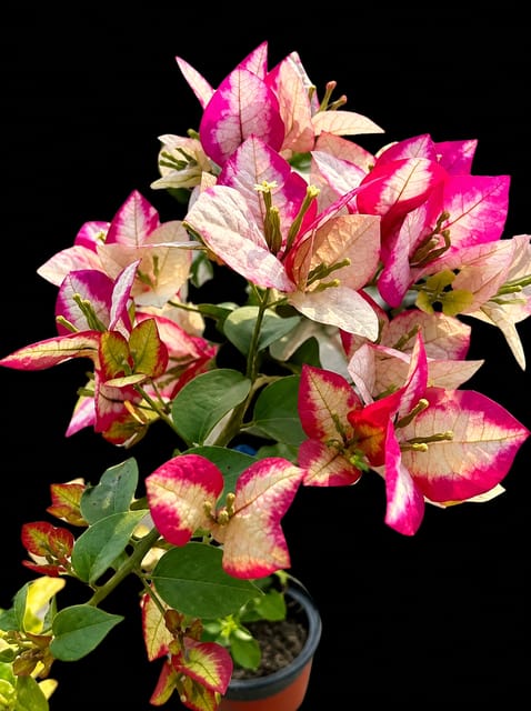 Sufia India Bougainvillea Live Plant pack of 01