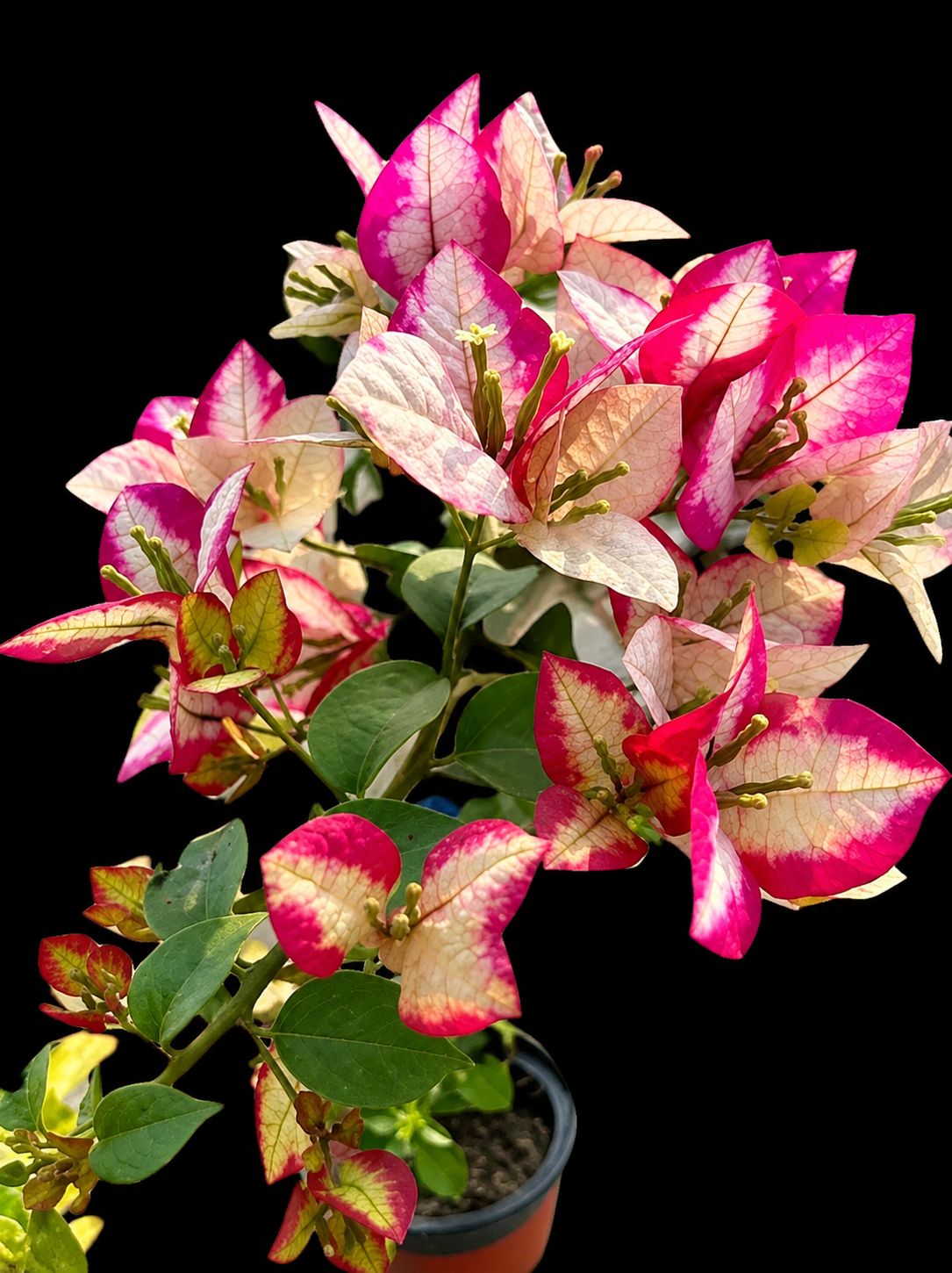 Sufia India Bougainvillea Live Plant pack of 01