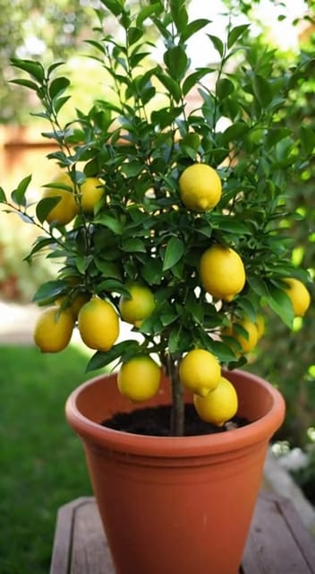 Seedless Lemon Plant | High Yielding Seedless Lemon Fruit Plant | Live Lemon Plant for Home Garden & Terrace Garden - BONOLATA NURSERY