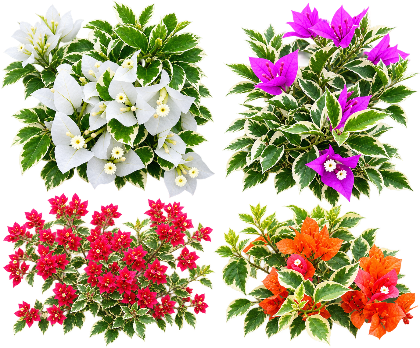 4 Plant Variegated Bougainvillea Combo