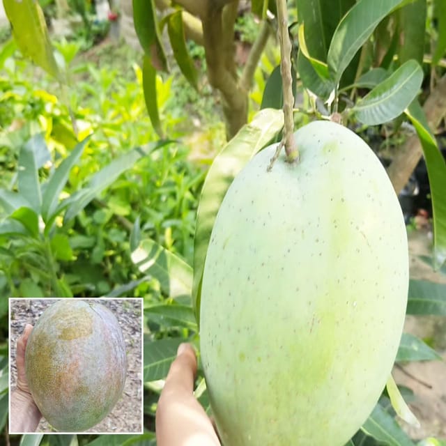 4KG Mango Aam Grafted Fruit Plant (1.5-3 Feet Height) - Grow Plant 4KG Mango Aam Grafted Fruit Plant (1.5-3 Feet Height) - Grow Plant