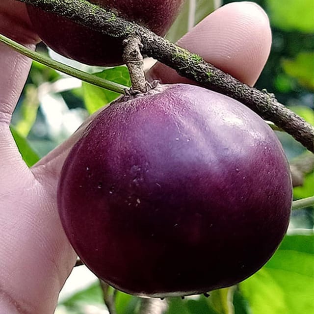 Manila Tennis Ball Cherry Cherries Grafted Plant (1-2 Feet Height) - Grow Plant