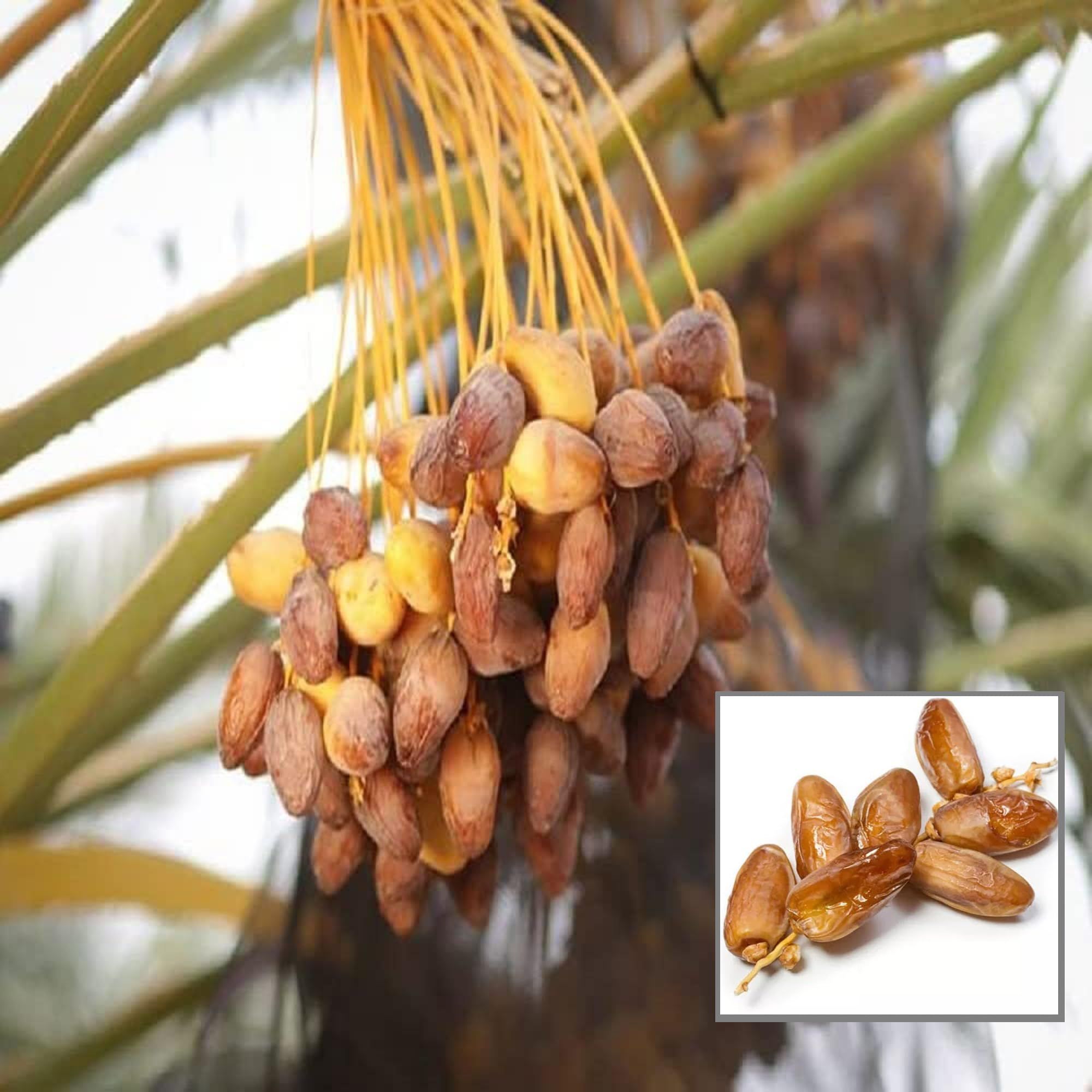 Amber Dates Palm Arabian Khurma Khajoor Dwarf Fruit Plant (1.5-3 Feet Height) - Grow Plant
