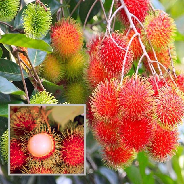 KG10 Rambutan Grafted Fruit Plant (2-3 Feet Height) - Grow Plant KG10 Rambutan Grafted Fruit Plant (2-3 Feet Height) - Grow Plant