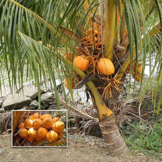 D X T Orange Coconut Nariyal Hybrid Dwarf Fruit Plant (2-4 Feet Height) - Grow Plant