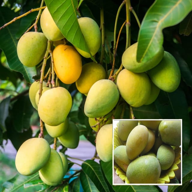 Jardalu Mango Aam Grafted Fruit Plant (1.5-3 Feet Height) - Grow Plant Jardalu Mango Aam Grafted Fruit Plant (1.5-3 Feet Height) - Grow Plant