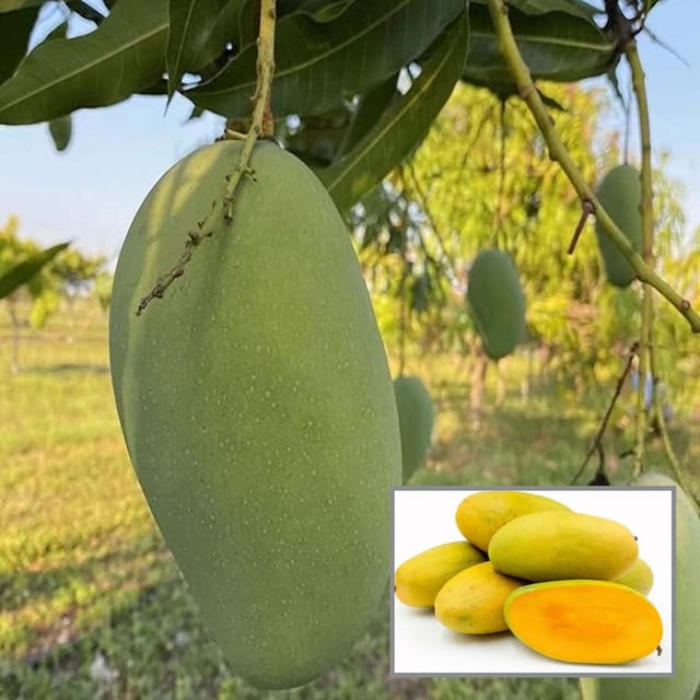Dasheri Mango Aam Grafted Fruit Plant (1.5-3 Feet Height) - Grow Plant