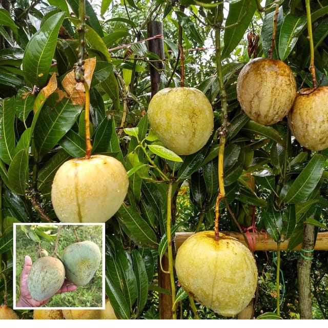 Bangladesh Bari 4 Mango Aam Grafted Fruit Plant (1.5-3 Feet Height) - Grow Plant