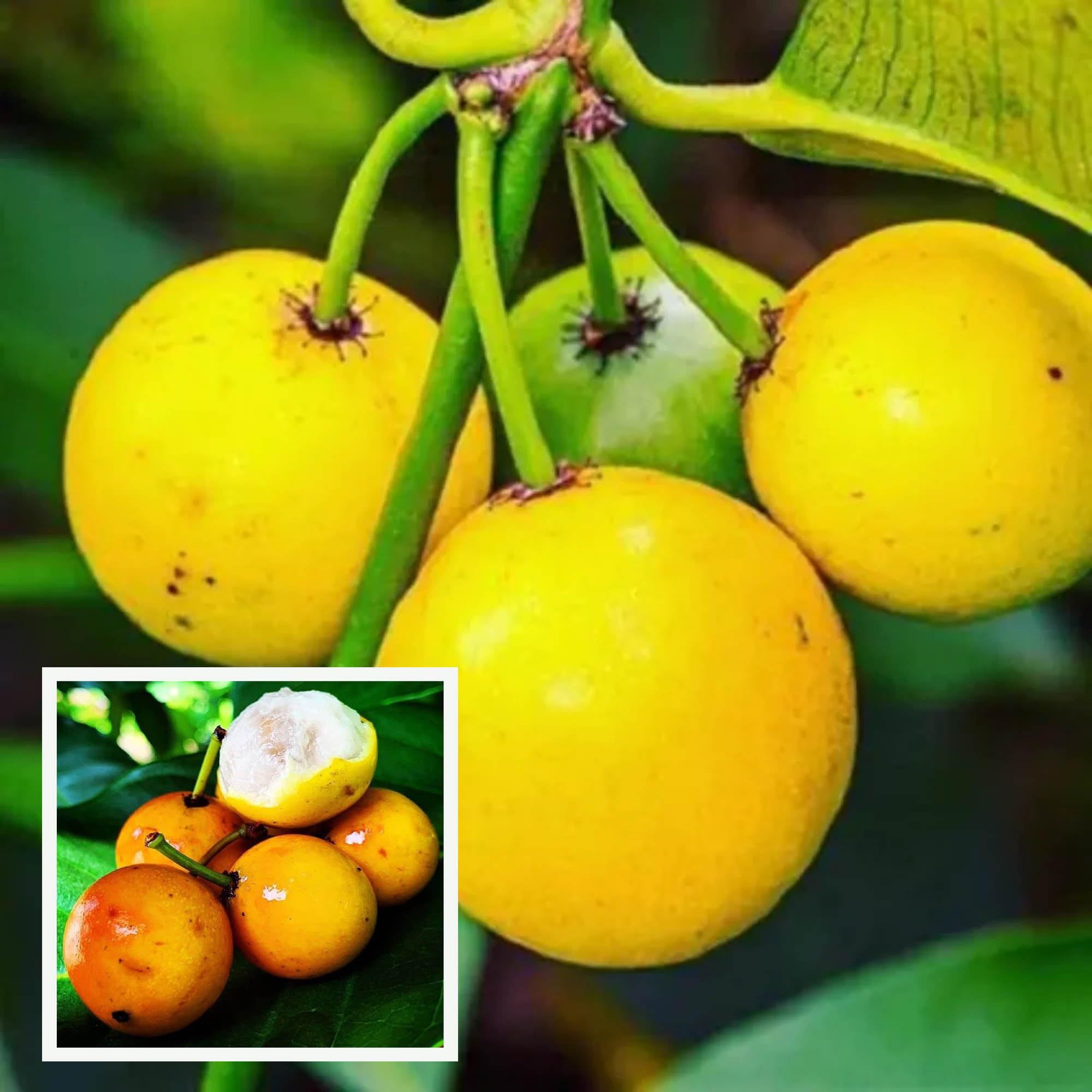Barabba Cherry Mangosteen Fruit Plant (1.5-3 Feet Height) - Grow Plant