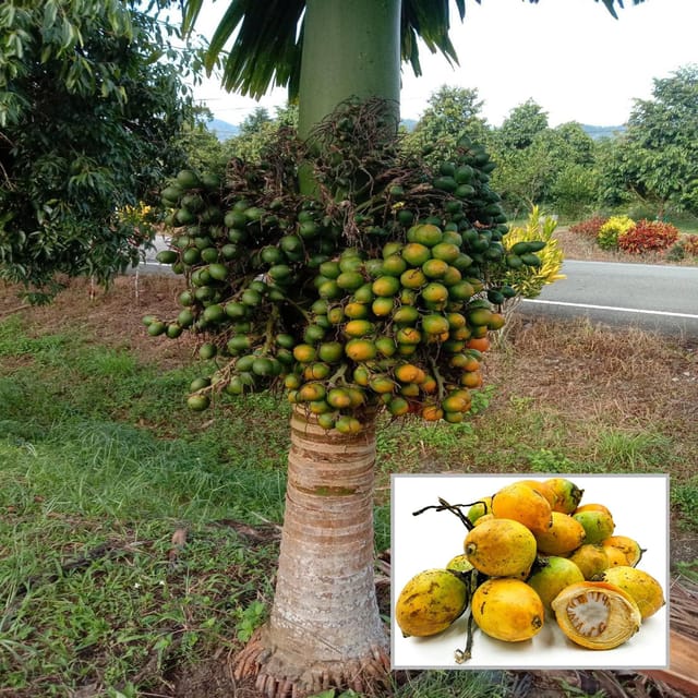 VTLAH -2 Vittal Hybrid-2 Arecanut Betel Nut Supari Hybrid Dwarf Fruit Plant (1.5-3 Feet Height) - Grow Plant VTLAH -2 Vittal Hybrid-2 Arecanut Betel Nut Supari Hybrid Dwarf Fruit Plant (1.5-3 Feet Height) - Grow Plant
