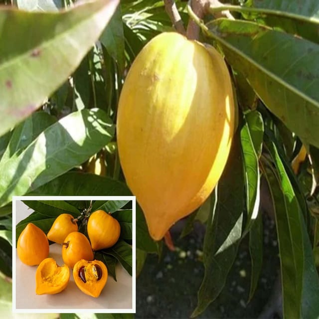 Egg Fruit Plant Pouteria campechiana  (1.5-3 Feet Height) - Grow Plant