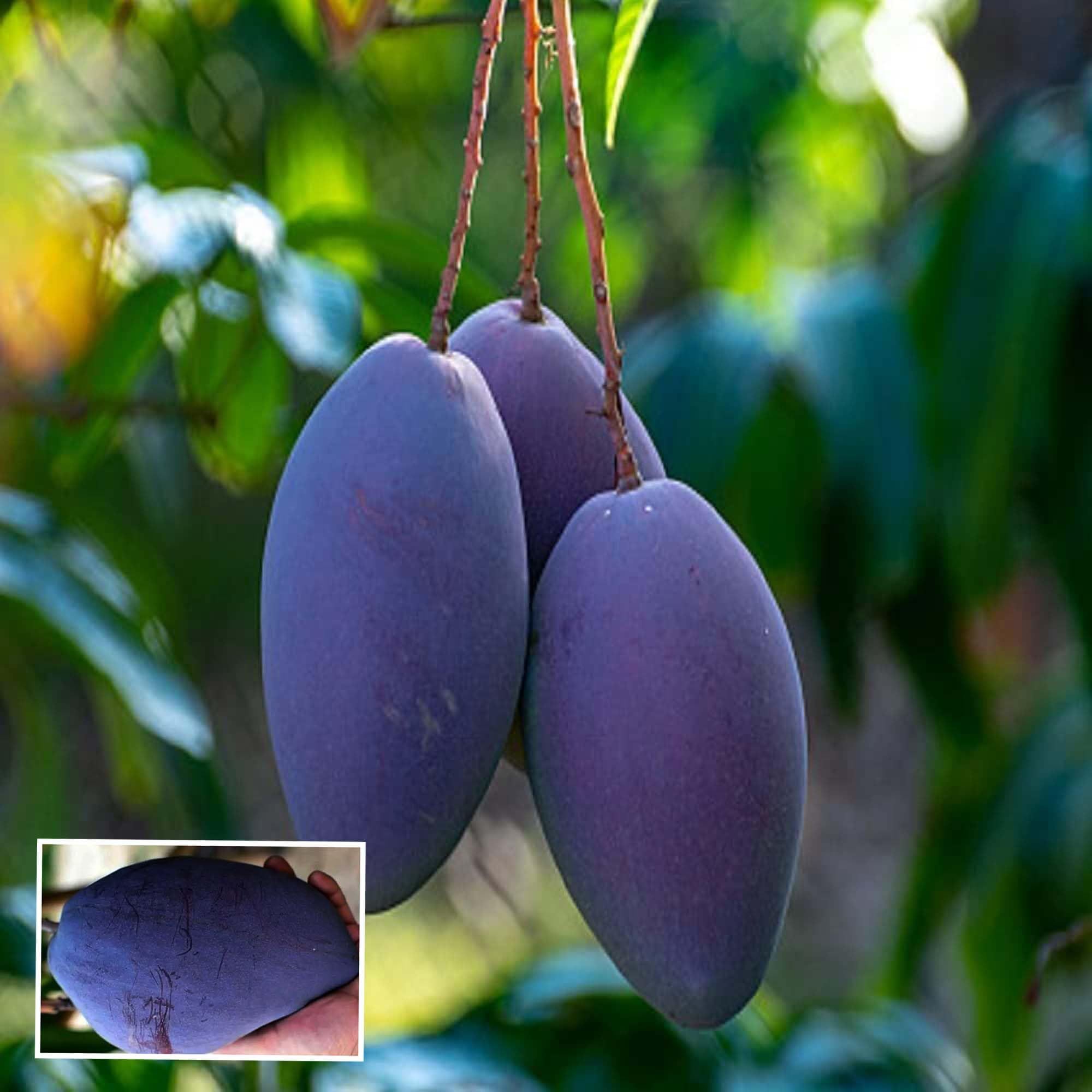 Blue Mango Aam Grafted Fruit Plant (1.5-3 Feet Height) - Grow Plant