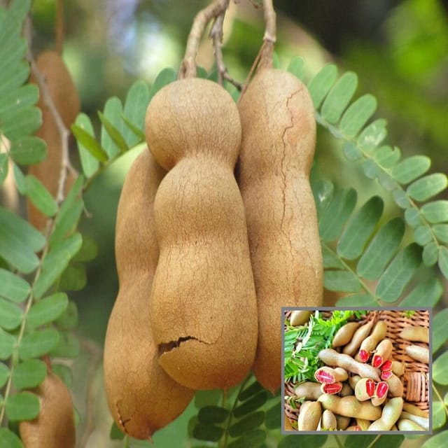 Red Sweet Tamarind Imli Grafted Fruit Plant (1.5-3 Feet Height) - Grow Plant